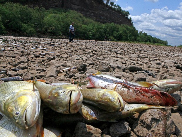 Milhares de peixes são encontrados mortos no Rio Piracicaba (Foto: Mateus Medeiros/Arquivo pessoal)