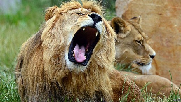 O leão na foto possui uma juba escura semelhante a do leão Cecil, morto no Zimbábue. (Foto: BBC)
