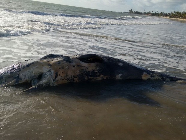 Filhote de cachalote foi encontrado nesta segunda-feira (12) na praia de Muriú, no litoral Sul do RN (Foto: Cristiane Dias)