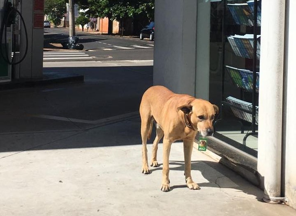 Nacional apareceu no posto há sete meses com machucados e anemia (Foto: Beatriz Furlanetto/Arquivo Pessoal)