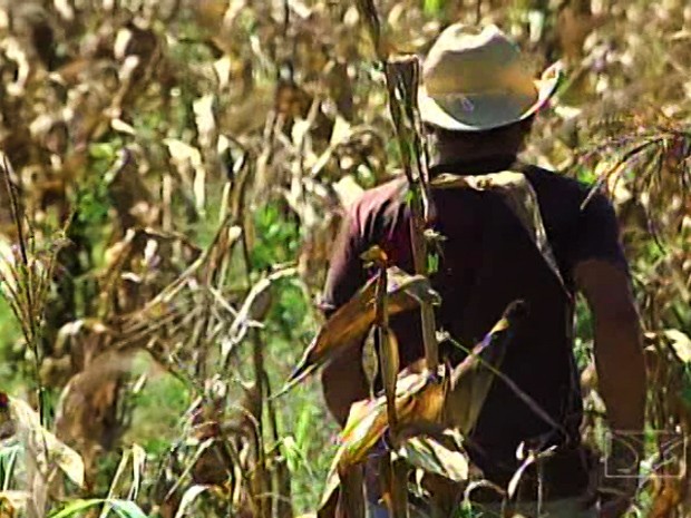 Lavrador caminha por plantação com colheita perdida (Foto: Reprodução/TV Mirante)