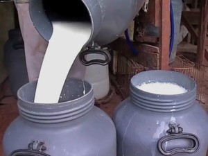 Produção de leite em Mato Grosso (Foto: Reprodução/TVCA) Produção de leite em Mato Grosso (Foto: Reprodução/TVCA)