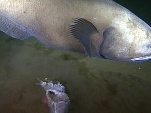 Cientistas do Oceanlab captaram imagens inéditas da vida marinha em uma das mais profundas regiões do Oceano Pacífico (Fot BBC)
