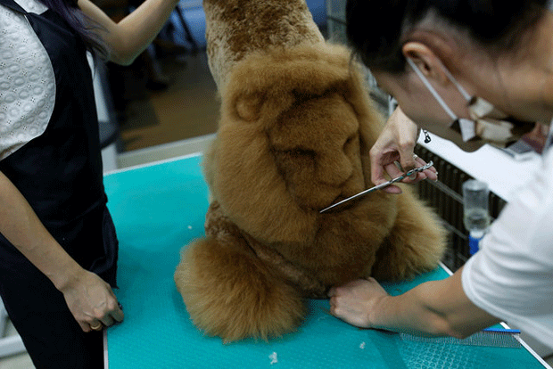 Gato com corte de 'espinha de estegossauro'; quando pelo fica eriçado, ele parece um pequeno dinossauro felino. (Foto: Tyrone Siu/Reuters) (Foto: Tyrone Siu/Reuters)
