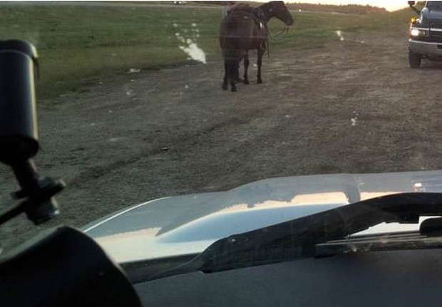 Após ter a habilitação e o carro apreendidos, bêbado usou o cavalo para chegar até em casa (Foto: Divulgação/RCMP)