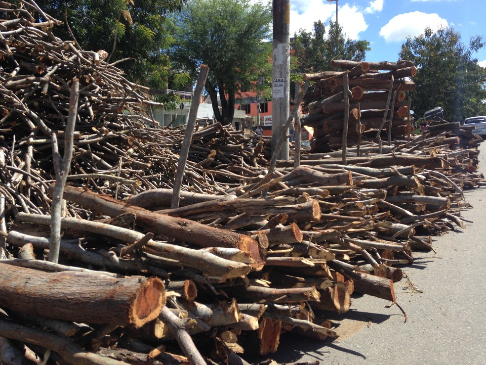 Madeira deve ser de reflorestamento autorizado (Foto: Vital Florêncio)