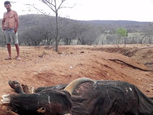 Com a seca, muitos animais acabaram morrendo de sede e de fome (Foto: Taiguara Rangel/G1)