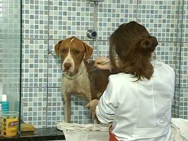 Exames indicam que pit bulls de Sorocaba não têm doenças graves (Foto: Reprodução/TV TEM)