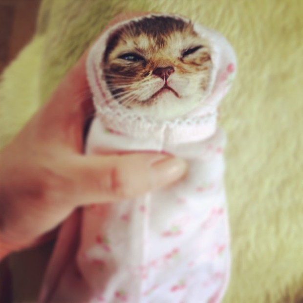 Wasabi-chan, a gatinha sensação da internet japonesa (Foto: Reprodução/Instagram)