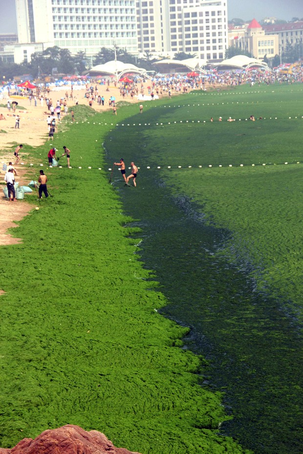 Vista aérea mostra 'costa verde' na praia de Qingdao (Foto: AFP)