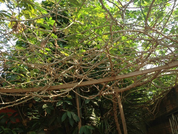 Pé de mandioca com seis metros de altura faz sombra em todo quintal do aposentado que cuida da planta como se fosse sua árvore de estimação (Foto: Larissa Matarésio/G1)