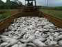 CEB diz que vai ressarcir produtores que perderam 600kg de peixes no DF