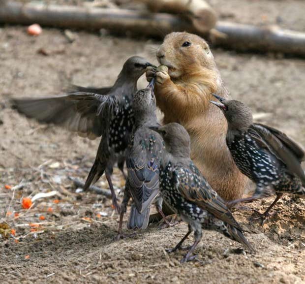 Pássaros tentam roubar noz de cão-da-pradaria. (Foto: Tad Arensmeier/Barcroft Media/Getty Images)