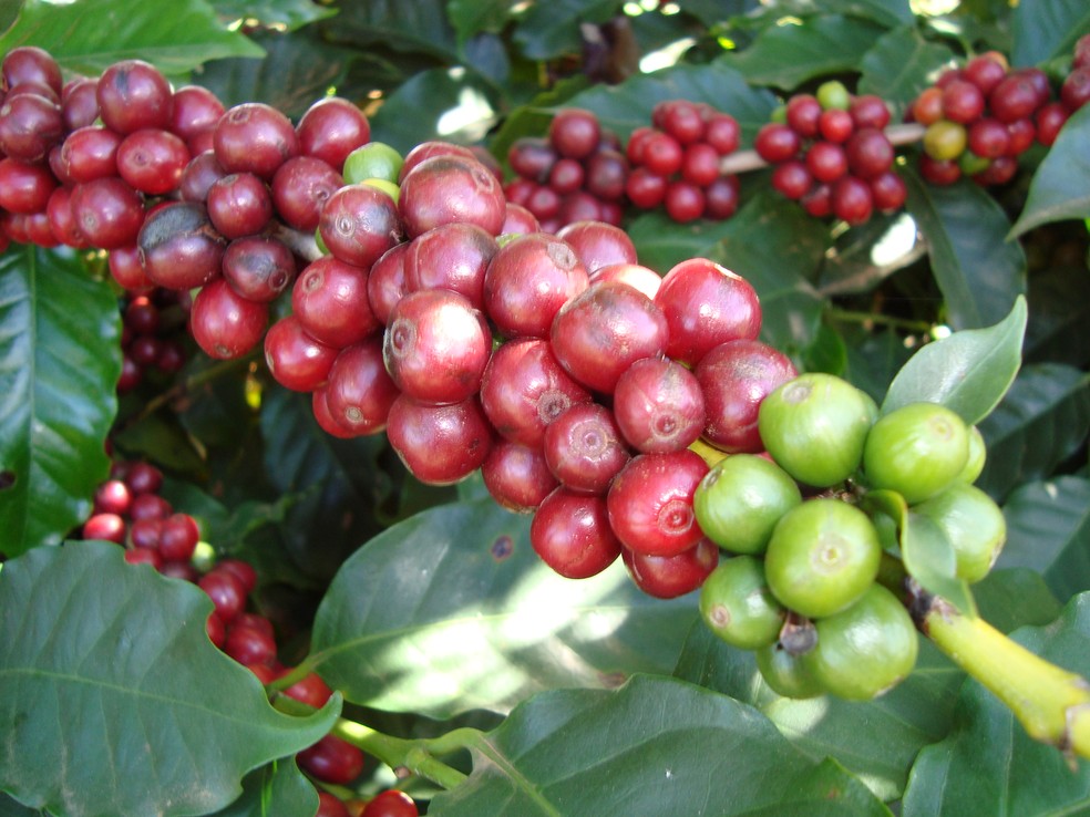 Saca de café custa R$ 410,00 em Ariquemes e R$ 400,00 em Pimenta Bueno (Foto: Luiz Augusto Valeriano)