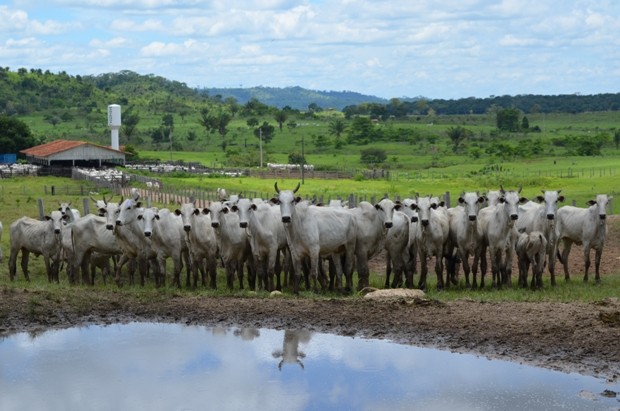 Produção leiteira passou de 12 para 15 mil litros por dia em dois anos (Foto: Flávio Godoi/G1)