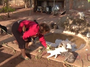 Iracema conta com ajuda de voluntário para cuidar dos gatos (Foto: Reprodução/ TV Morena)