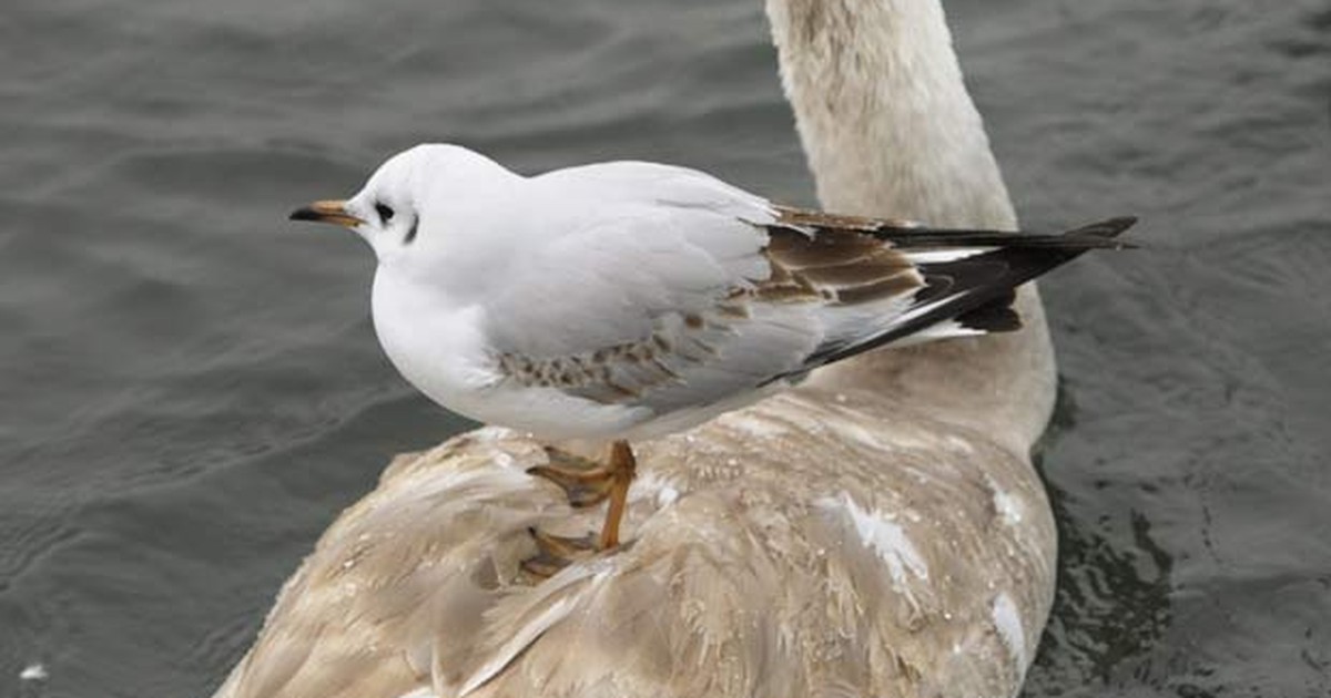 G1 Gaivota é flagrada 'pegando' carona em cisne notícias em
