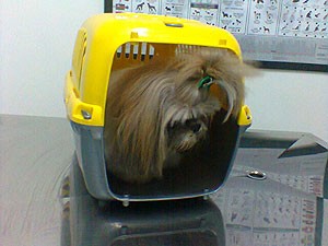 Cachorro Chiquito dentro de caixa para transporte na Bahia (Foto: Lílian Marques/ G1)