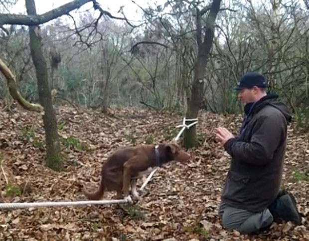 Vídeo mostra cão se equilibrando em corda bamba. (Foto: Reprodução)