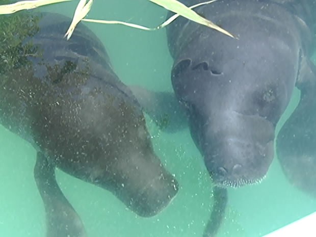 Atualmente, 12 filhotes são tratados no zoológico de Santarém (Foto: Reprodução/TV Tapajós) Atualmente, 12 filhotes são tratados no zoológico de Santarém (Foto: Reprodução/TV Tapajós)
