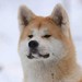 Papel de Parede: Akita