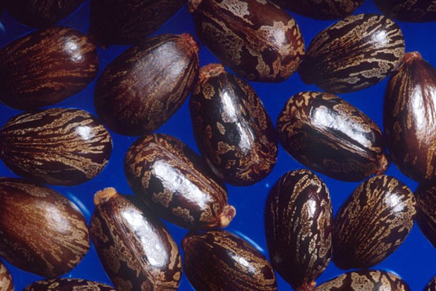 Sementes de mamona, utilizada na extração da substância letal ricina (Foto: Wikimedia Commons)