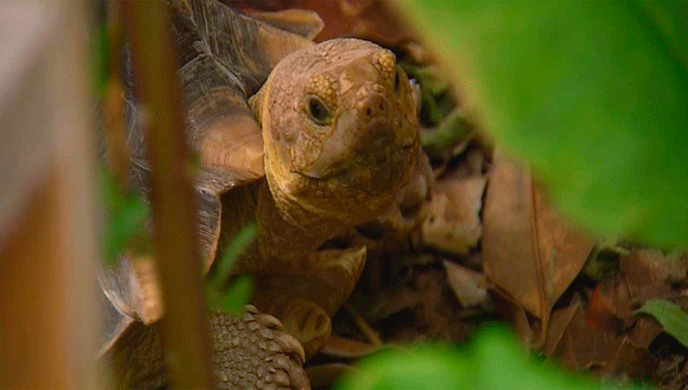 A tartaruga Desta (Foto: KWTV via AP)