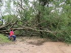 FOTOS: Porto Alegre segue com muitos estragos após temporal