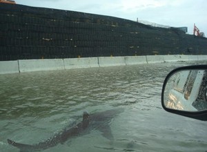 Foto falsa mostra um tubarão nadando em uma rua alagada após a passagem da tempestade Sandy (Foto: Reprodução da internet)