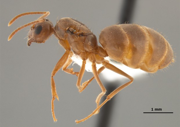 Formiga rainha da espécie 'Nylanderia fulva', vista de lado (Foto: Divulgação/Joe MacGown/Museu Entomológico de Mississippi)