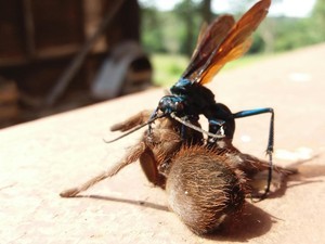 ConheCIÊNCIA - A ASSUSTADORA VESPA CAÇADORA Esse inseto