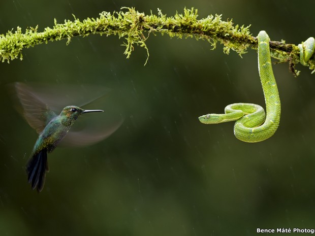 O fotógrafo húngaro premiado em vários países Bence Máté capturou esta 'encarada' entre uma víbora e um beija-flor na Costa Rica (Foto: Bence Máté Photography)