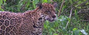 Livres da caça, onças se multiplicam no Pantanal (Reprodução/TV Globo)