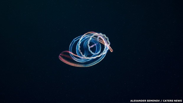 Fotógrafo russo mostra formas de vidas no fundo do Mar Branco (Foto: Alexander Semenov via BBC)