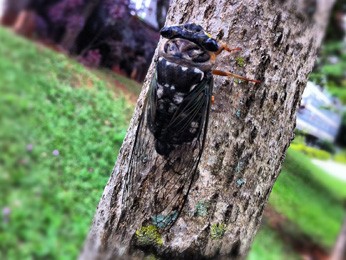 Cigarra em uma árvore na Asa Sul, em Brasília (Foto: Káthia Mello/G1)