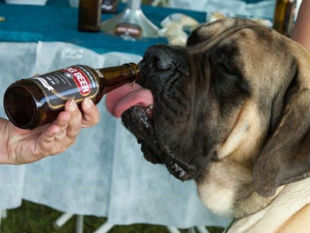 Cerveja para cães é vendida em Sorocaba há cerca de um ano (Foto: Divulgação/Dog Beer)