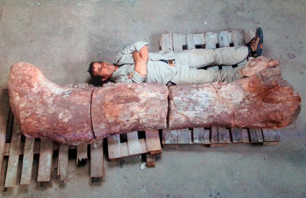 La foto muestra el fémur de un dinosaurio herbívoro hallado en Argentina (Foto: Museo Egidio Feruglio/TELAM/AFP)