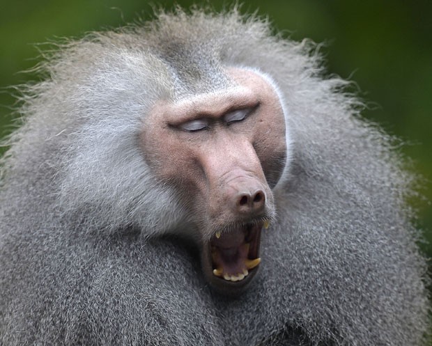 Um babuíno foi fotografado na quinta-feira (17) em um 
