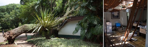 Queda de árvores fecha o Ibirapuera (Fábio Tito/G1)