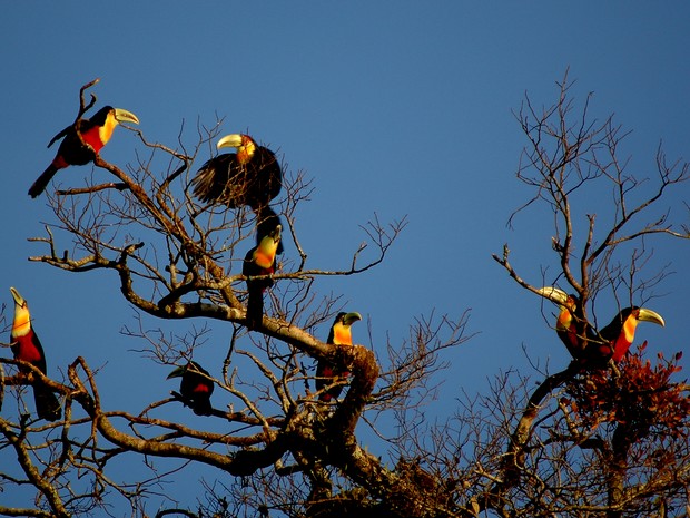 Resultado de imagem para tucano-de-bico-preto