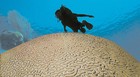 Poluição, pesca e aquecimento ameaçam corais (IUCN/Divulgação)