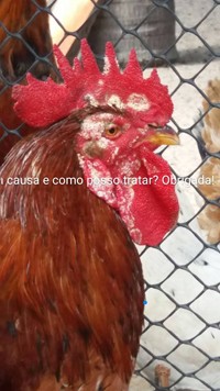 mancha branca - galinha - gr responde (Foto: Deusilene Santos)