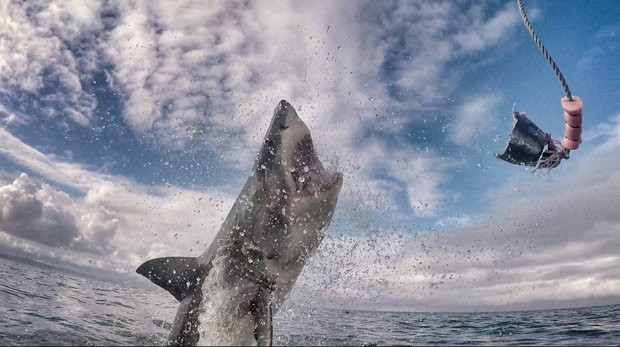 Dan Abbott fez imagens impressionantes do poder de ataque de grande tubarão branco (Foto: Reprodução/Twitter/Dan Abbott )