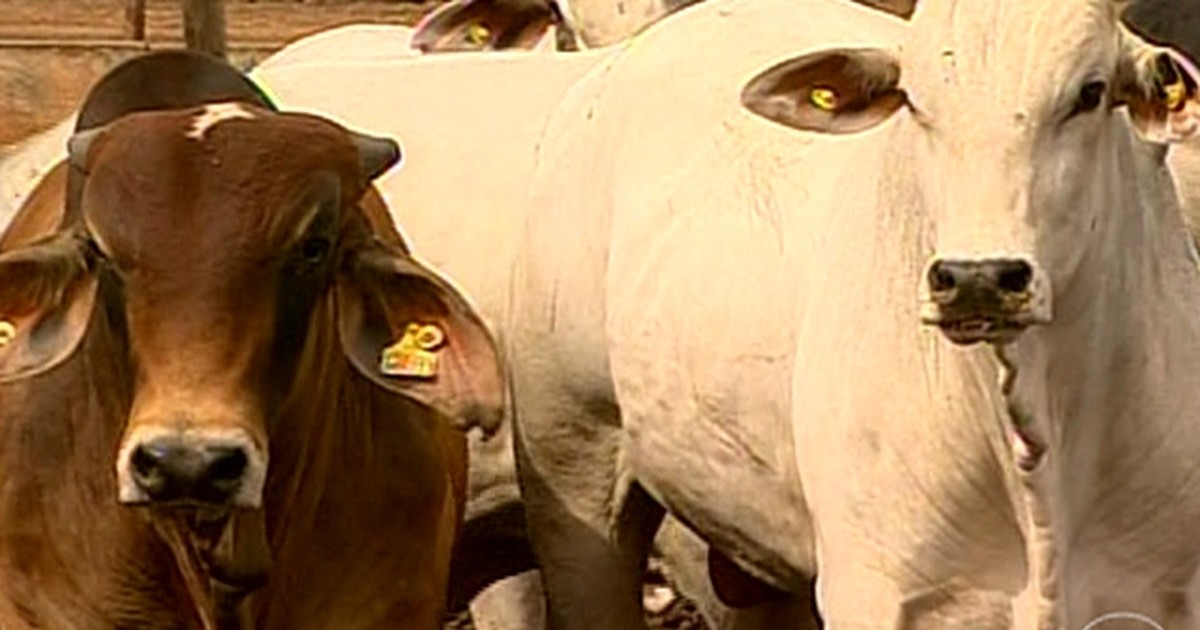 Agroneg cios Come a O Per odo De Confinamento Do Boi Em Todo O Pa s