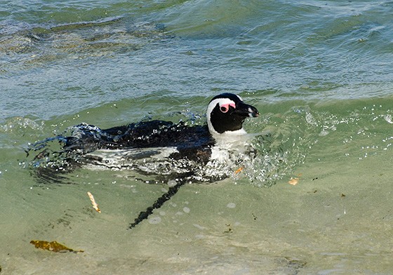 Pinguim nadando (Foto: © Haroldo Castro/Época)
