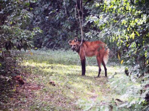 Lobo-guará volta à natureza depois de tratamento em Zoo de Sorocaba (Fot Emerson Ferraz/Prefeitura de Sorocaba)