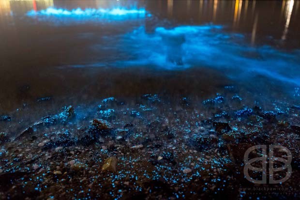 Fotógrafa registrou mar na costa da Austrália emitindo brilho azul intenso (Foto: Jo Malcomson)