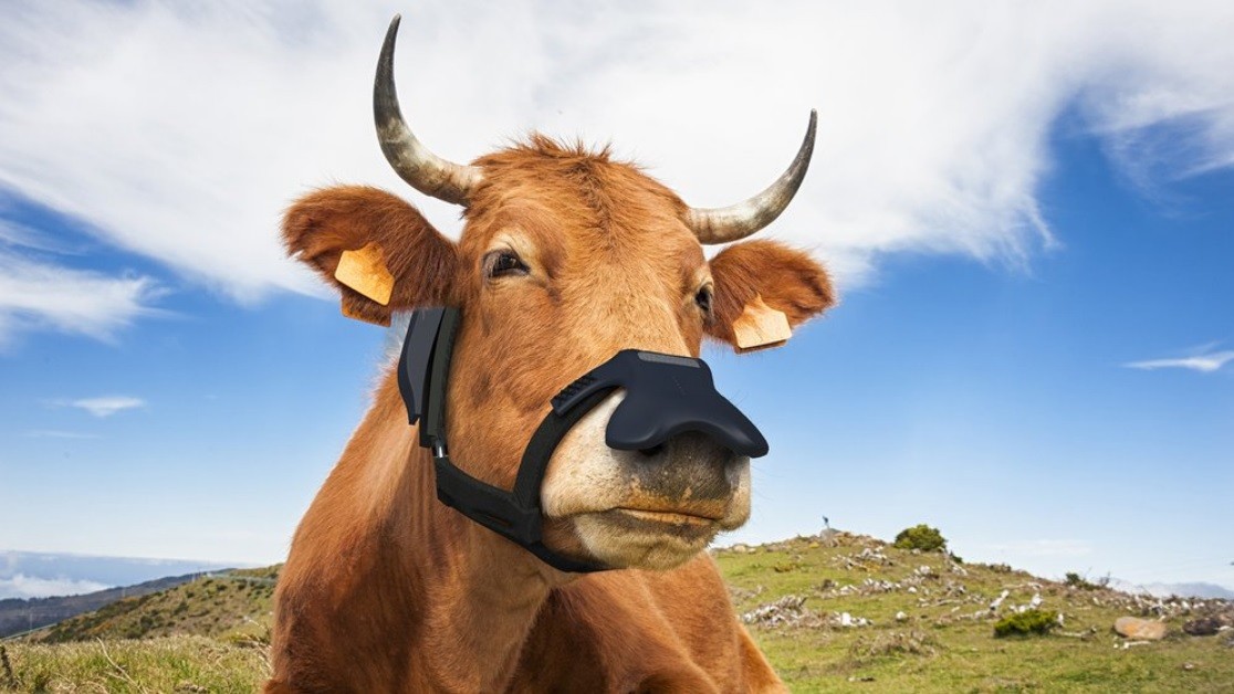 Máscara anti-metano para vacas (Foto: Zelp/Divulgação)