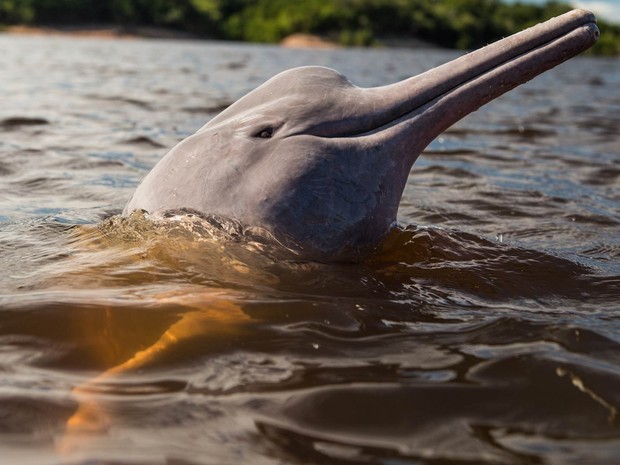 Boto-vermelho, também conhecido como boto-cor-de-rosa, é um dos símbolos da Amazônia (Foto: Yasuyoshi Chiba/AFP)