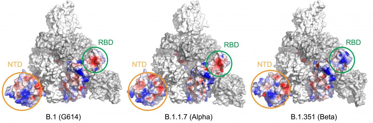 As áreas com carga positiva são mostradas em azul e as áreas com carga negativa em vermelho. Na variante Beta, o domínio de ligação ao receptor (RBD) e o domínio N-terminal (NTD) mudaram substancialmente, afetando a capacidade dos anticorpos de se ligar e neutralizar o vírus. (Foto: Bing Chen, PhD, Boston Children's Hospital)